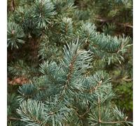 Pin Sylvestre Watereri - Pinus Sylvestris Watereri 20/30cm Pot 2,5l - Plante En Pot - Hauteur 2 à 3 m - Exposition Soleil Sol