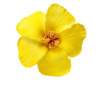 Pince à cheveux en forme de fleur d'hibiscus artificielle pour femme avec motifs de simulation pour mariages, bals de fin d'année, festival de musique