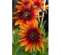 Pinewoods Coneflower mixtes Graines de Rudbeckia bicolor