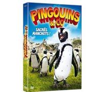 Pingouins & Co : Sacrés manchots ! G