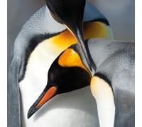 Pingouins royaux carte carrée avec enveloppe