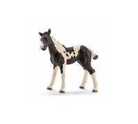Pinto Foal