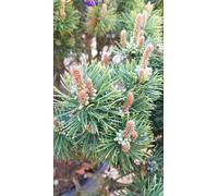Pinus mugo 'Mughus' / Pin nain de montagnes/Conteneur de 12 à 15 litres/Conifère nain