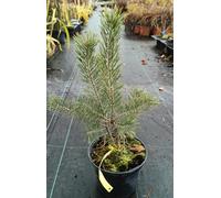Pinus sylvestris/Pin sylvestre/Conteneur 2 à 2.9 litres/Conifère/Origine forestière