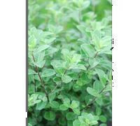 Pittospore irish luck' taille du pot - en pot de 3 litres