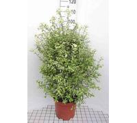 Pittosporum ten. 'Irene Patterson' - Laurier australien 30- 40 cm - conteneur
