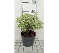Pittosporum ten. 'Silver Queen' - Laurier d'Australie 25- 30 cm - conteneur