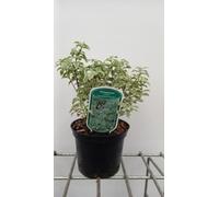 Pittosporum ten. 'Variegatum' - Pittospore 25-30 cm en pot