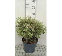 Pittosporum ten. 'Variegatum' - Pittospore 50-60 cm en pot