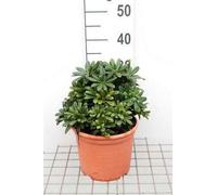 Pittosporum tob. 'Nanum' - Laurier australien 25- 30 cm - conteneur