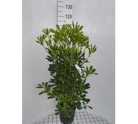 Pittosporum tobira - Laurier d'Australie 50- 60 cm - conteneur