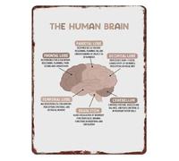 PIUHRKLEVD Aluminum Metal Sign Vintage Human Brain Anatomy Educational Knowledge for Clinic Classroom Office Decor 8 X 12 in