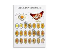 PIUHRKLEVD Chick Embryo Development Chart Biology Teaching Aid Poster Canvas Wall-Art for Science Classroom Homeschool and Home Decor(Unframed,08x12inch(20x30cm))