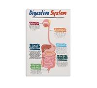 PIUHRKLEVD Set of 3 Human Anatomy Posters, Digestive Circulatory Skeletal Systems, Science Decor Bundle for Classroom or Home Office (Unframed,16x24inch(40x60cm))