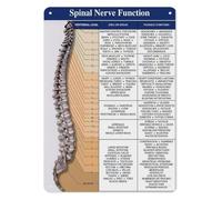PIUHRKLEVD Spinal Cord Nerve Diagram Aluminum Metal Sign Anatomy Educational Poster for Chiropractor Office Clinic Student Study Room Decor 8 X 12 Inch