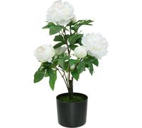 Pivoine artificielle Paeonia en pot, faussement vraie, fleur décorative blanche, H57cm
