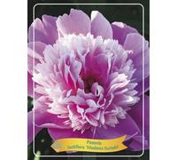 Pivoine de Chine 'Madame Furtado' - Rareté parfumée, rustique, vivace, en pot de 1L, Paeonia lactiflora