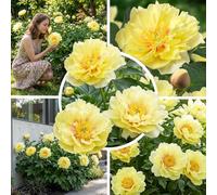 Pivoine Itoh Yellow Passion, 1 racine à planter, vivace rustique de Hollande
