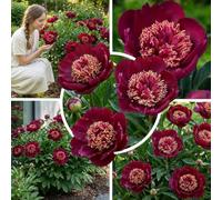 Pivoine Red Nippon, 1 racine à planter, vivace rustique de Hollande | Grandes fleurs rouges de mai à juin, au soleil ou à mi-ombre, en massif, bordure, bac ou pour bouquets
