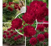 Pivoine Red Passion, 1 racine à planter, vivace rustique de Hollande | Grandes fleurs rouges de mai à juin, au soleil ou à mi-ombre, en massif, bordure, bac ou pour bouquets