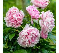 Pivoine Sarah Bernhardt - vivace herbacée pour jardin