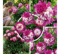 Pivoine Striped Passion, 1 racine à planter, vivace rustique de Hollande | Grandes fleurs striées multicolores de mai à juin, au soleil ou à mi-ombre, en massif, bordure, bac ou pour bouquets