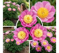 Pivoines à Planter Rustiques Vivaces Pink Nippon - 1 Racine | Pivoine Pink Nippon, vivace de Hollande, pour jardin et pot (ni graine, ni bulbe)