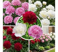 Pivoines en mélange, 3 racines à planter, vivaces rustiques de Hollande | Grandes fleurs roses, rouges, blanches ou jaunes de mai à juin, au soleil ou à mi-ombre, en massif, en bac ou pour bouquets
