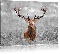 Pixxprint Big Cerfs dans Le domaine Art Toile 80x60cm Murale XXL