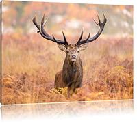 Pixxprint Big Cerfs dans Le domaine Art Toile 80x60cm Murale XXL