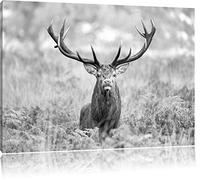 Pixxprint Big Cerfs dans Le domaine B & W Art Art Toile 60x40cm Murale XXL