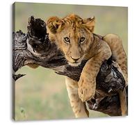 Pixxprint Jeune Lion dans la Nature 60x60 cm Art Toile décoration