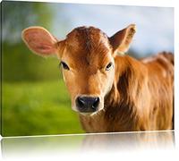 Pixxprint Jeune Veau de la Vache, Format: 60x40 sur Toile