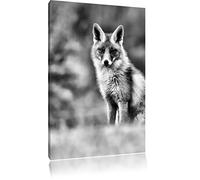 Pixxprint Listiger Fuchs ALS Leinwandbild/Größe: 100x70 / Wandbild/Kunstdruck/fertig bespannt