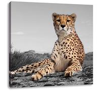 Pixxprint Magnifique guépard dans la Savane 60x60 cm Art Toile décoration
