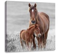 Pixxprint Mère cheval avec poulain sur prairie Détail B&W en toile carrée / Dimensions : 40 x 40 cm / Tableau mural / Impression d'art / Prêt à l'emploi