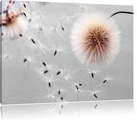 Pixxprint Pusteblumen in Bewegung ALS Leinwandbild/Größe: 80x60 cm/Wandbild/Kunstdruck/fertig bespannt