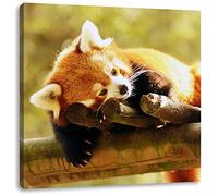 Pixxprint rêves Panda Rouge 60x60 cm Art Toile décoration