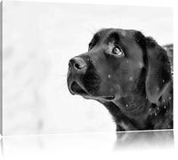 Pixxprint Schwarzer Labrador im Schnee ALS Leinwandbild/Größe: 80x60 cm/Wandbild/Kunstdruck/fertig bespannt