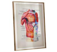PKNVKZIDK Watercolor Medical Art Poster - Human Muscle System with Anatomical Labels, Decorative yet Educational Wall Chart for Healthcare Professionals Unframed,12x18inch(30x45cm)