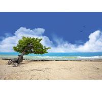 Plages - Arbre Divi Divi - Paradise Island - Poster - Taille 91,5x61 cm