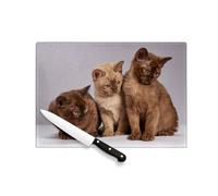 Planche à Découper en Verre Trempé - Bebe Chats Siamois Persan Poils Longs Chat Trio Mignon - Protection Plan de Travail et Dessous de Plat Résistant Chaleur 2 Tailles Imprimé en France