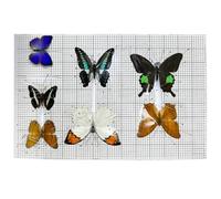 Planche à épingler réutilisable tout-en-un pour la propagation des papillons, tapis antidérapant, mousse haute densité, échelle coordonnée, kit d'épinglage des papillons et insectes
