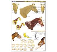Planche Hippologie - La Tête, l'Encolure, l'Epaule du cheval