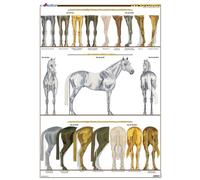 Planche Hippologie - Les Aplombs