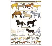Planche Hippologie - Les Robes de chevaux