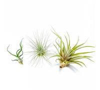 PLANDAIRE - Pack Plantes d'Air - Tillandsia Fuchsii Gracilis, T. Bulbosa, T. Capitata Peach - Plantes à fleurs naturelles - Extérieur et Intérieur (3 pièces)