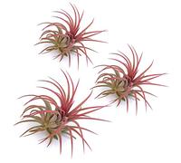 PLANDAIRE - Plante Aérienne Rouge Ionantha Vraies - Fille de l'Air Plante Tillandsia Ionantha Couleur Rouge Intense - Air Plante Interieur Naturelle Vivante - Plante Sans Terre - Usine d'Air (3)