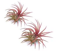 PLANDAIRE - Plante Aérienne Rouge Ionantha Vraies - Fille de l'Air Plante Tillandsia Ionantha Couleur Rouge Intense - Air Plante Interieur Naturelle Vivante - Plante Sans Terre - Usine d'Air (2)