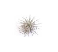 PLANDAIRE Plante d'air Tillandsia tectorum snow enneigée Plantes d'intérieur pour décorer le bureau Studio faciles à entretenir